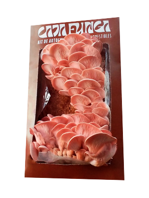Foto Caja Funga